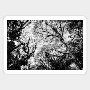 Tree Canopy Sticker